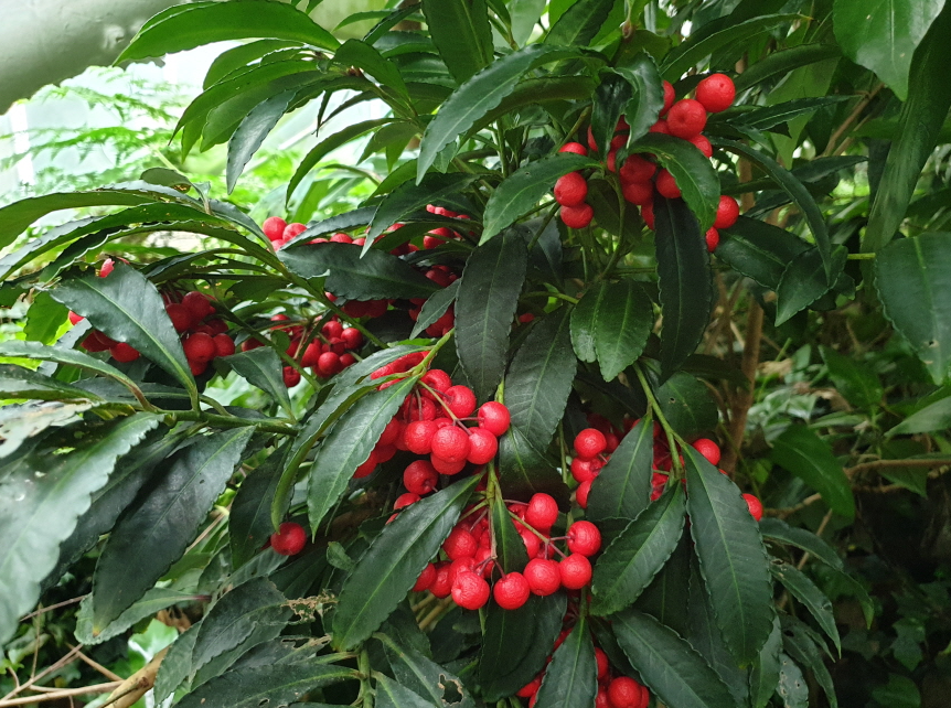 백량금 키우기 물주기, 가지치기 꽃말은