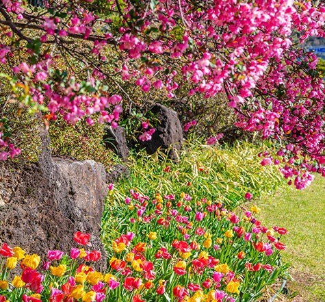 파주 벽초지 수목원 수국