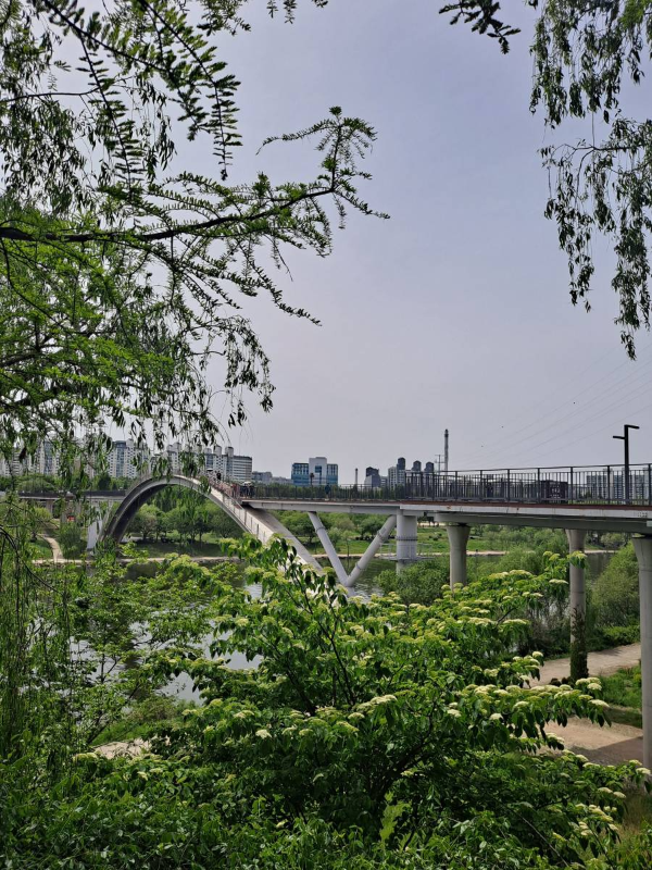 선유도공원에서 바라본 선유교