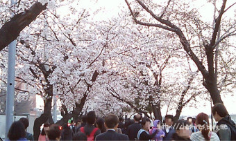 여의도 벚꽃축제 주차장