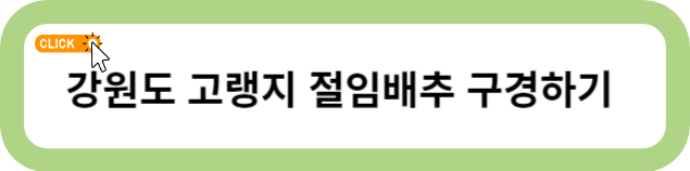 절임 배추