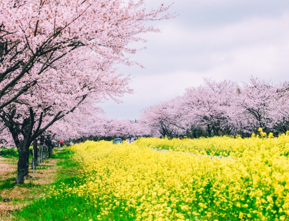 녹산로 드라이브