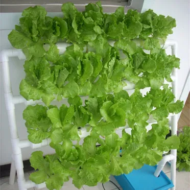 상추 물주는 시기 및 주의사항과 재배 노하우 정리_4