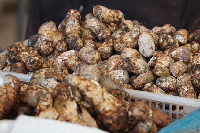 송이 버섯 효능 : 항산화