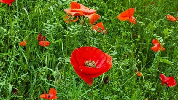 꽃양귀비-개양귀비-생육특성-개화시기-색깔별-꽃말