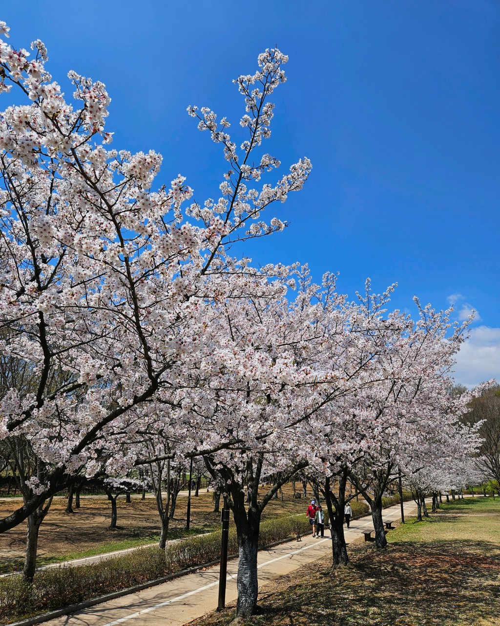 일산 호수공원 주차 요금 위치 완벽 가이드
