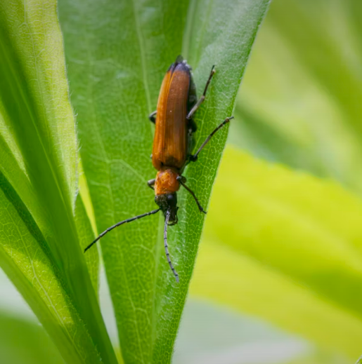 러브 버그 퇴치 방법 총정리 2025
