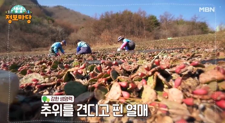 선영밥상 선물 같은 영양 한 끼 천년초 수제비 초간단 등뼈찜 요리 만드는 방법 레시피 추천