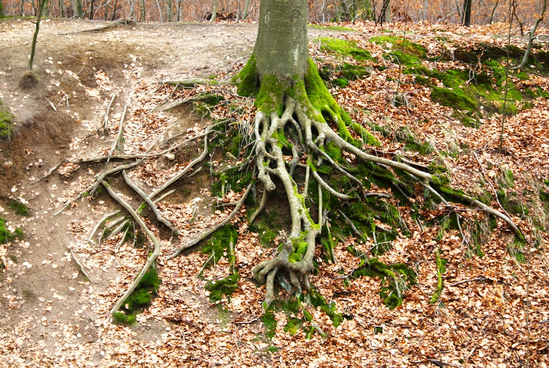 Roots.