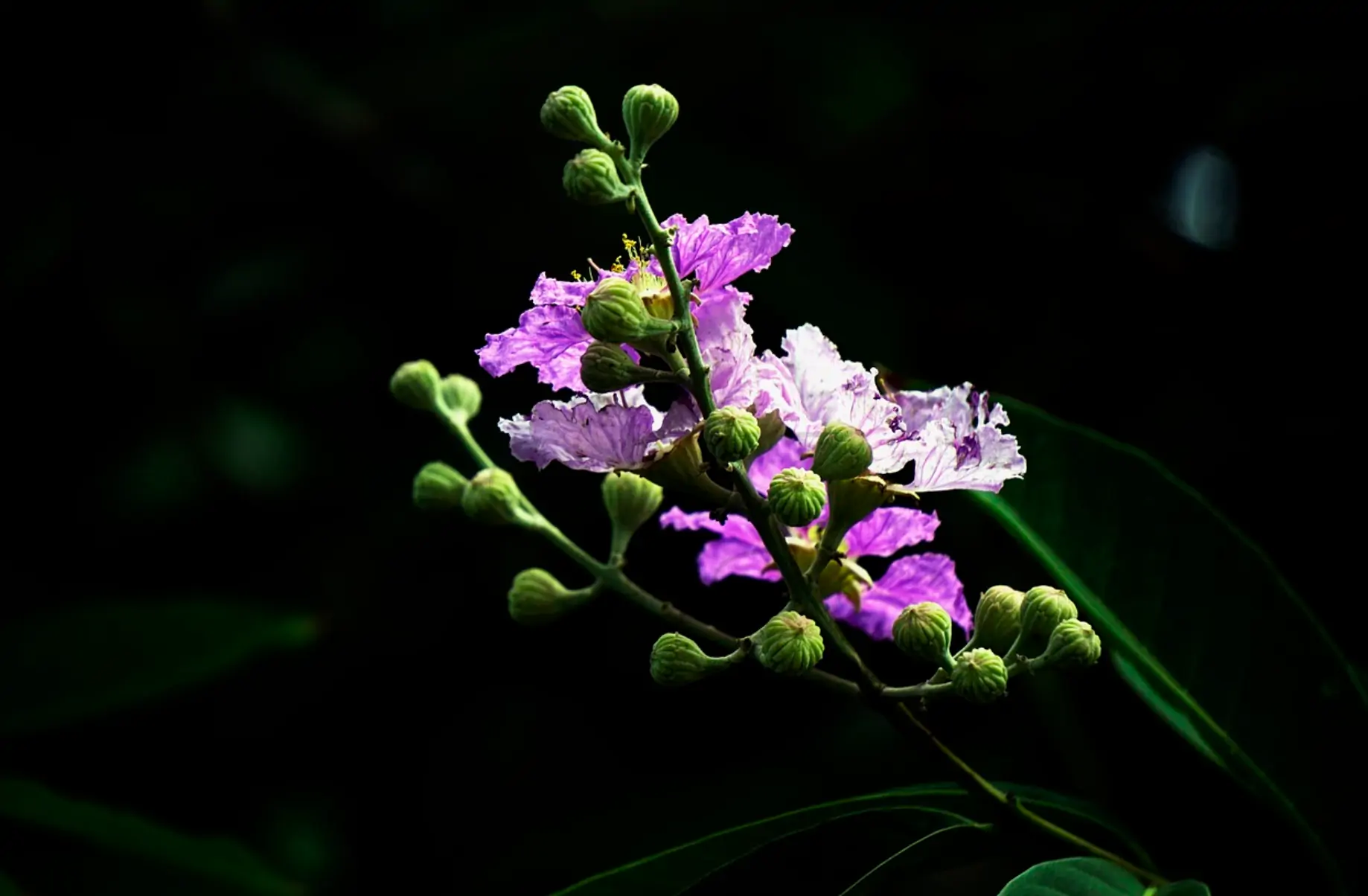 바나바잎 및 식물 사진