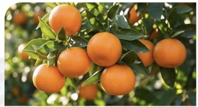 감귤나무에 감귤이 달려있는 모습
