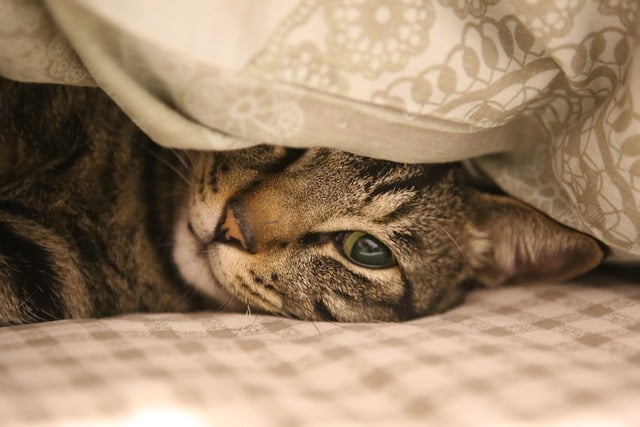 고양이 방광염