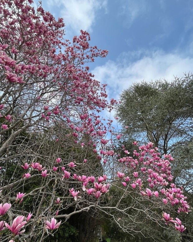 천리포수목원 목련축제