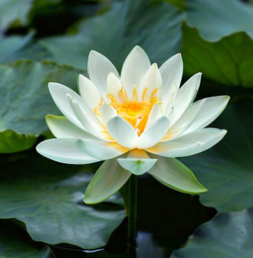 양평 두물머리 세미원 연꽃문화제