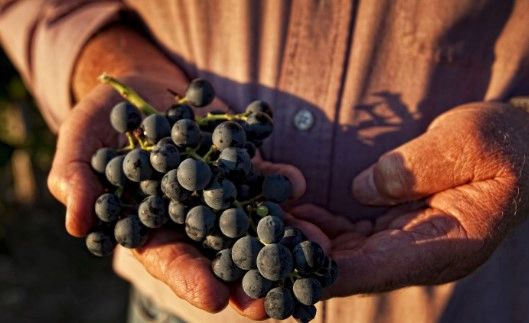 Resveratrol and Heart Health