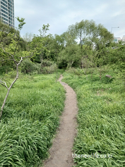 서울 여의도 샛강생태공원의 자연 속 오솔길, 고층 건물 뒤로 펼쳐지는 조용하고 좁은 맨발 걷기 좋은 길