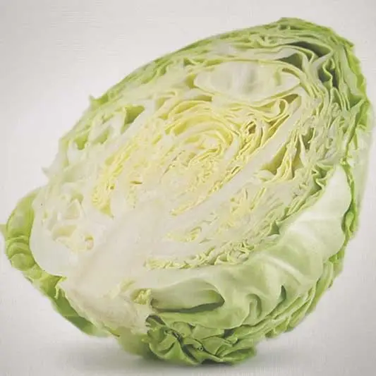 양배추 포드맵 식품