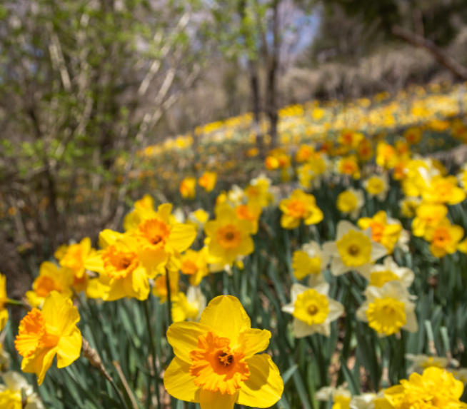 화담숲 봄 수선화 축제