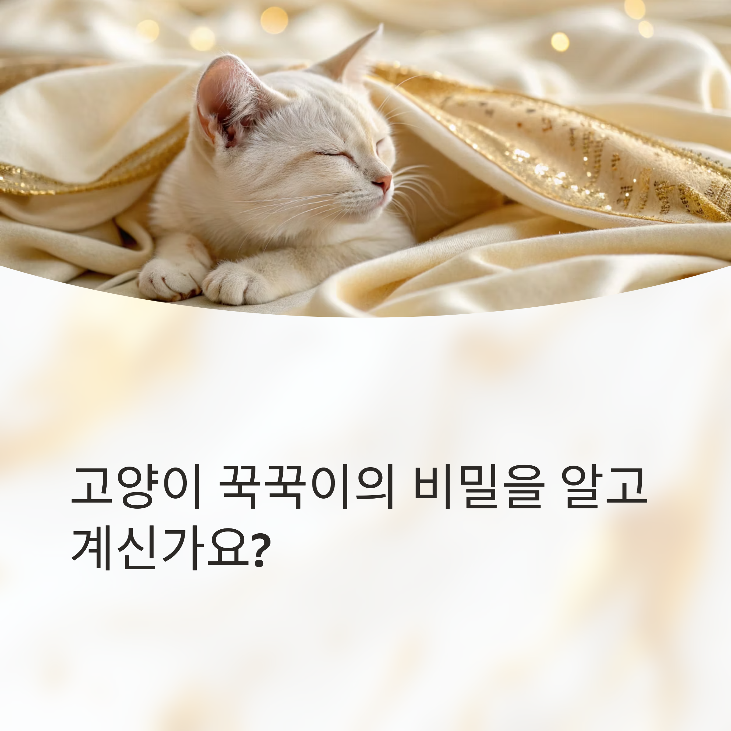 고양이 꾹꾹이의 비밀을 알고 계신가요?