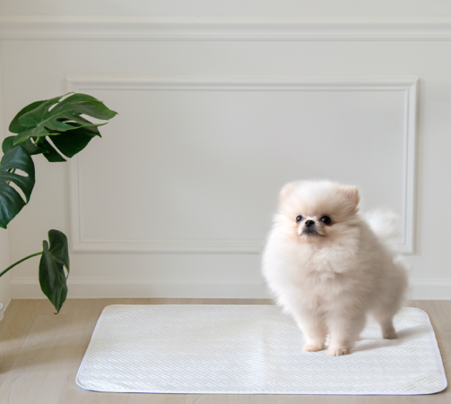 쿨패트에 앉아있는 강아지