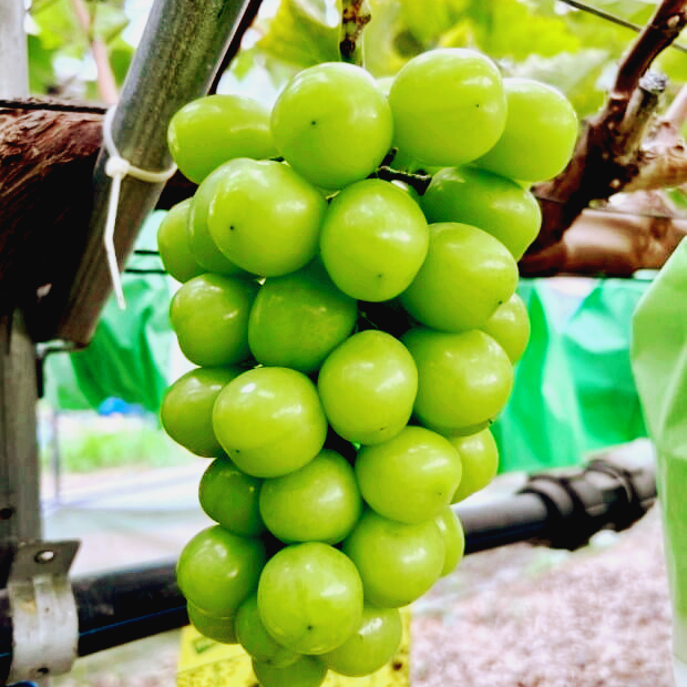 샤인머스켓 효능 과 부작용