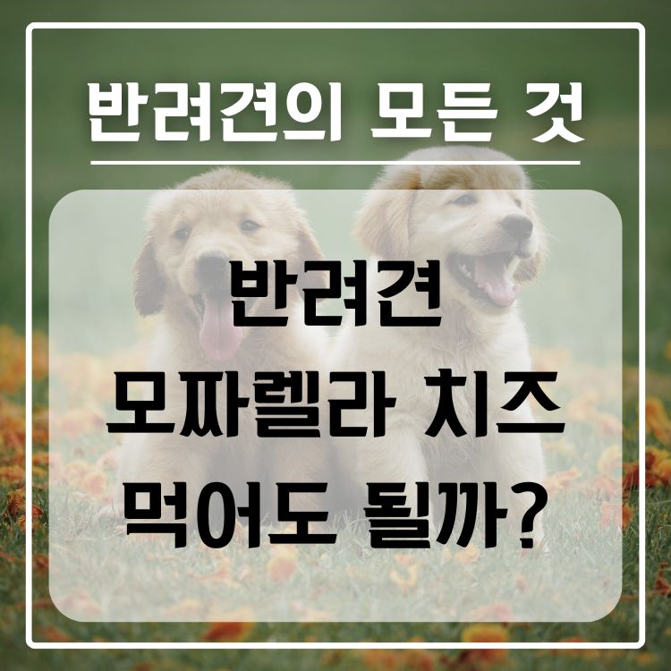 반려견 모짜렐라 급여 가능 여부, 적정량, 주의 사항
