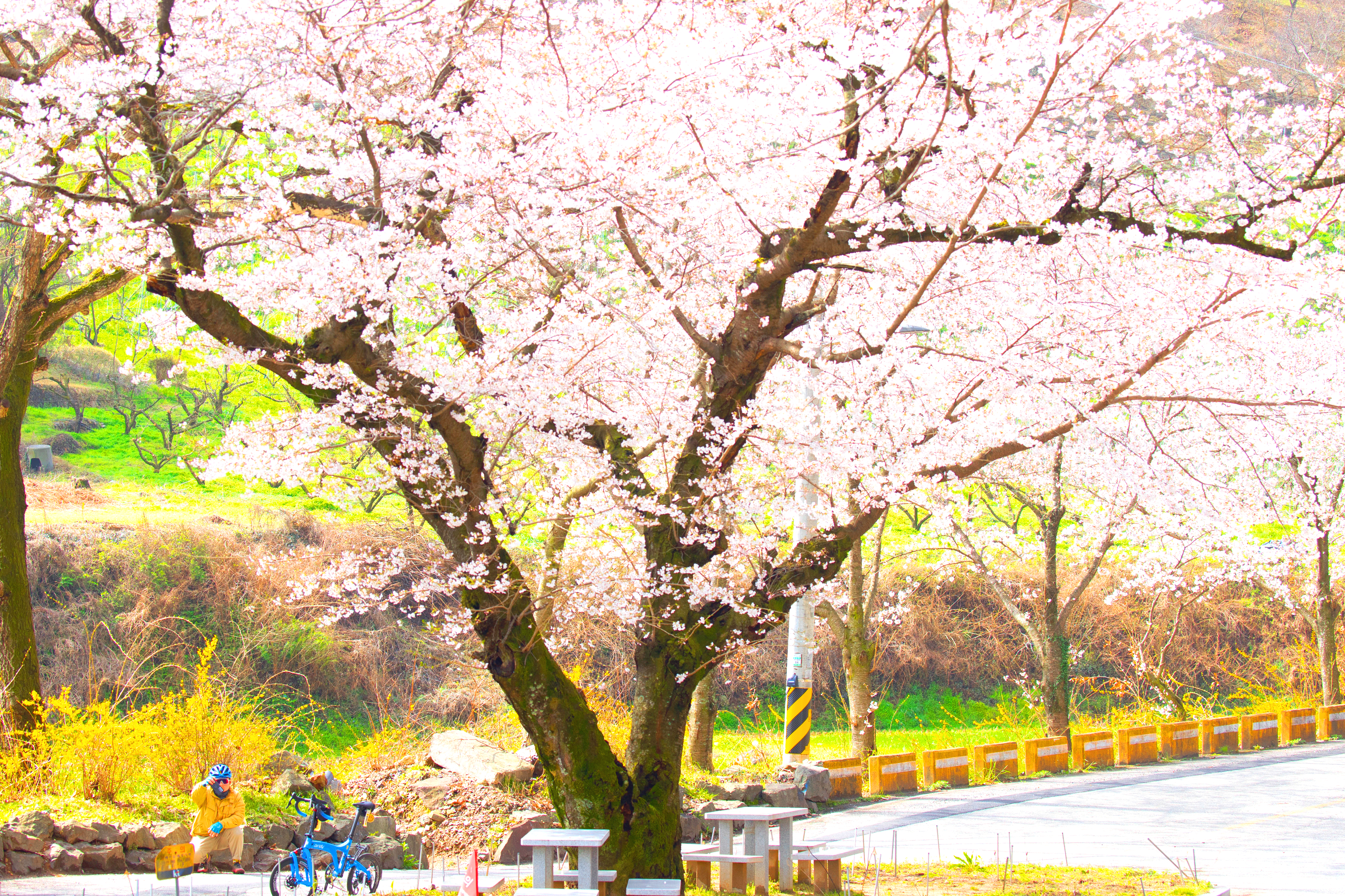 구례 300리 벚꽃축제