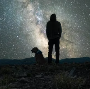 식용개 보상 개고기 식용 금지법 보상 식용개 사육농가 마리당 최대 60만원