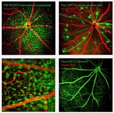아이빔테크놀로지 공모주 청약