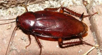 먹바퀴/출처:나무위키