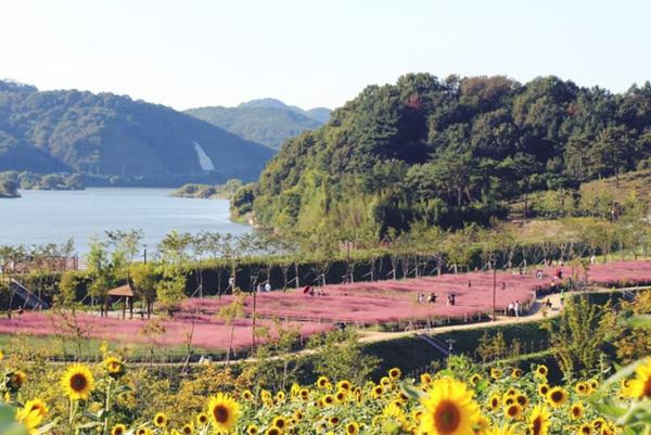 함안 악양생태공원 금계국 &amp; 샤스타데이지 만개 시기와 포토존 총정리