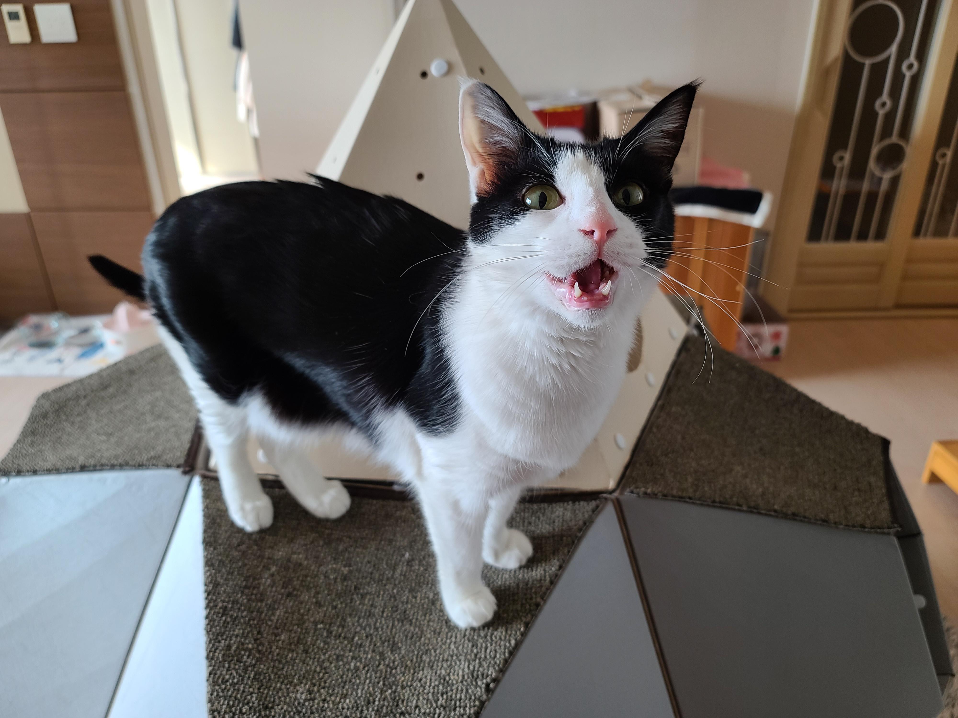 우리집 고양이들에게 전기장판은 선택이 아닌 필수! 보일러가 고장난 3일동안 아홉냥이들은...