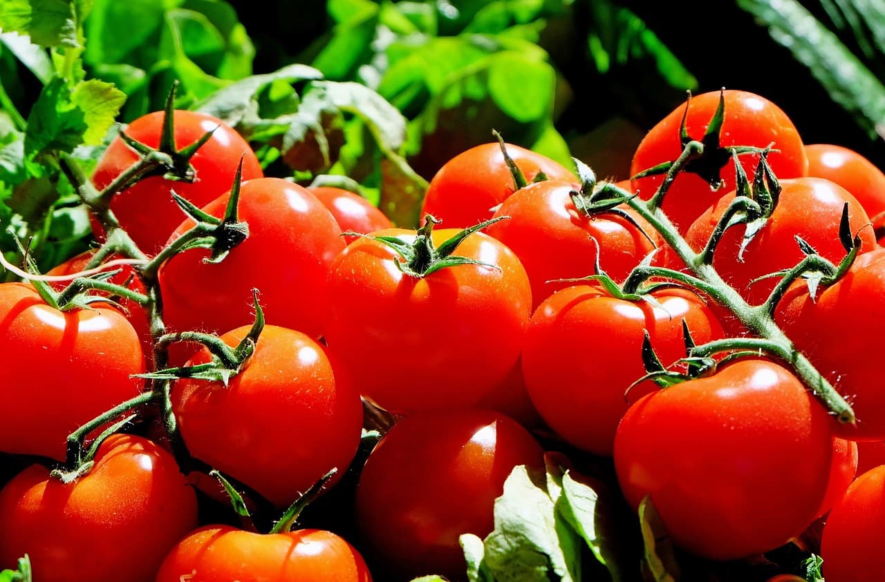 토마토 가공 제품 내 라이코펜(lycopene) 생체이용률과 항암 효과