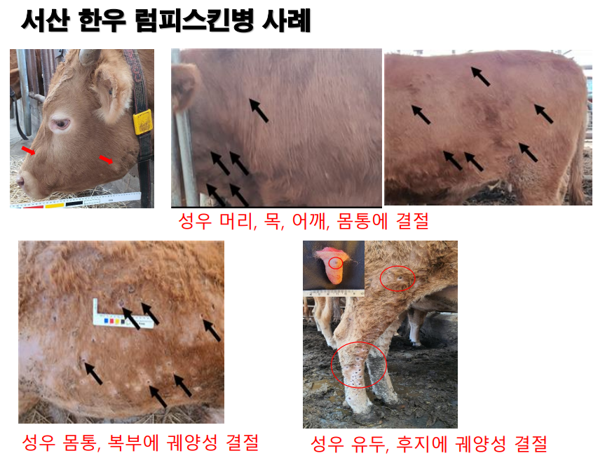 럼피스킨병 백신