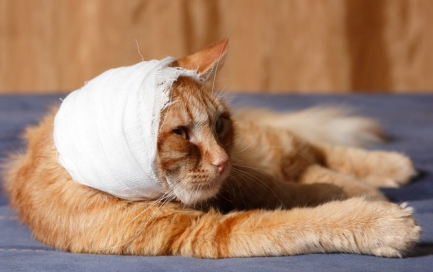 따뜻한 고양이가 위를 보고 있다.