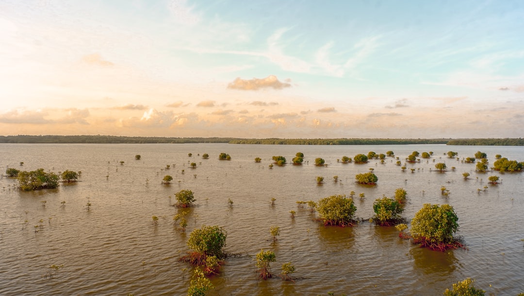 Flood