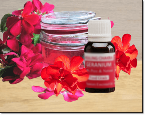 제라늄 로즈라라늄오일