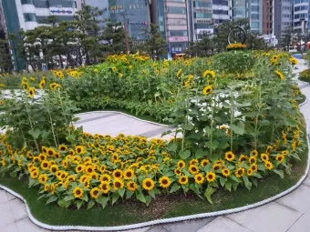 해바라기길 산책 시간 그늘 벤치 위치 휴식 포인트_20