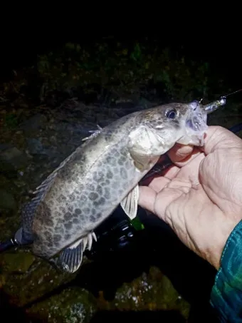 5월 쏘가리 금어기 시작 전국 금지 기간 완벽 정리와 낚시 규정_11