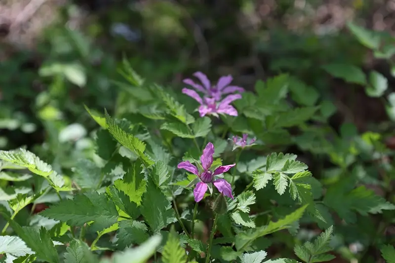국립백두대간수목원-입장료-무료입장-트램-호랑이-운영시간