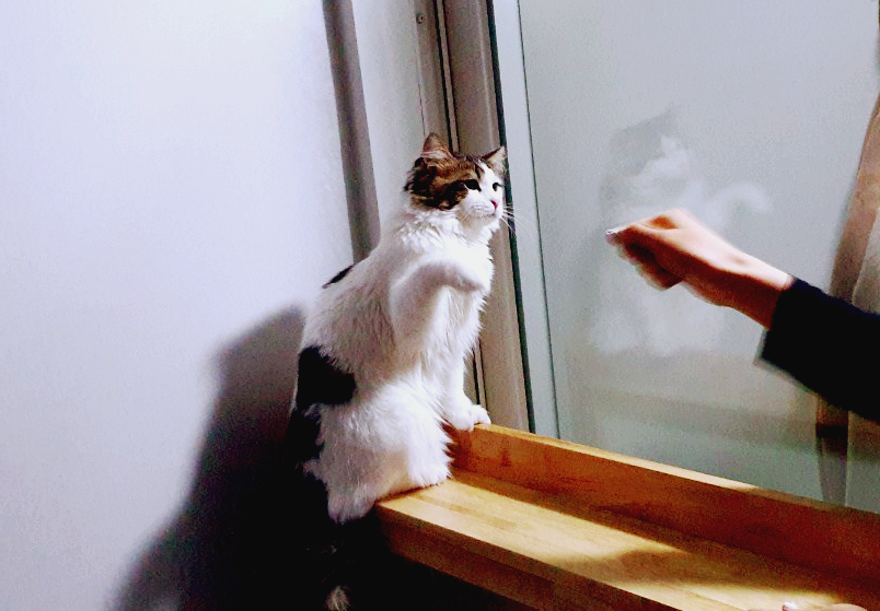 고양이냥냥펀치