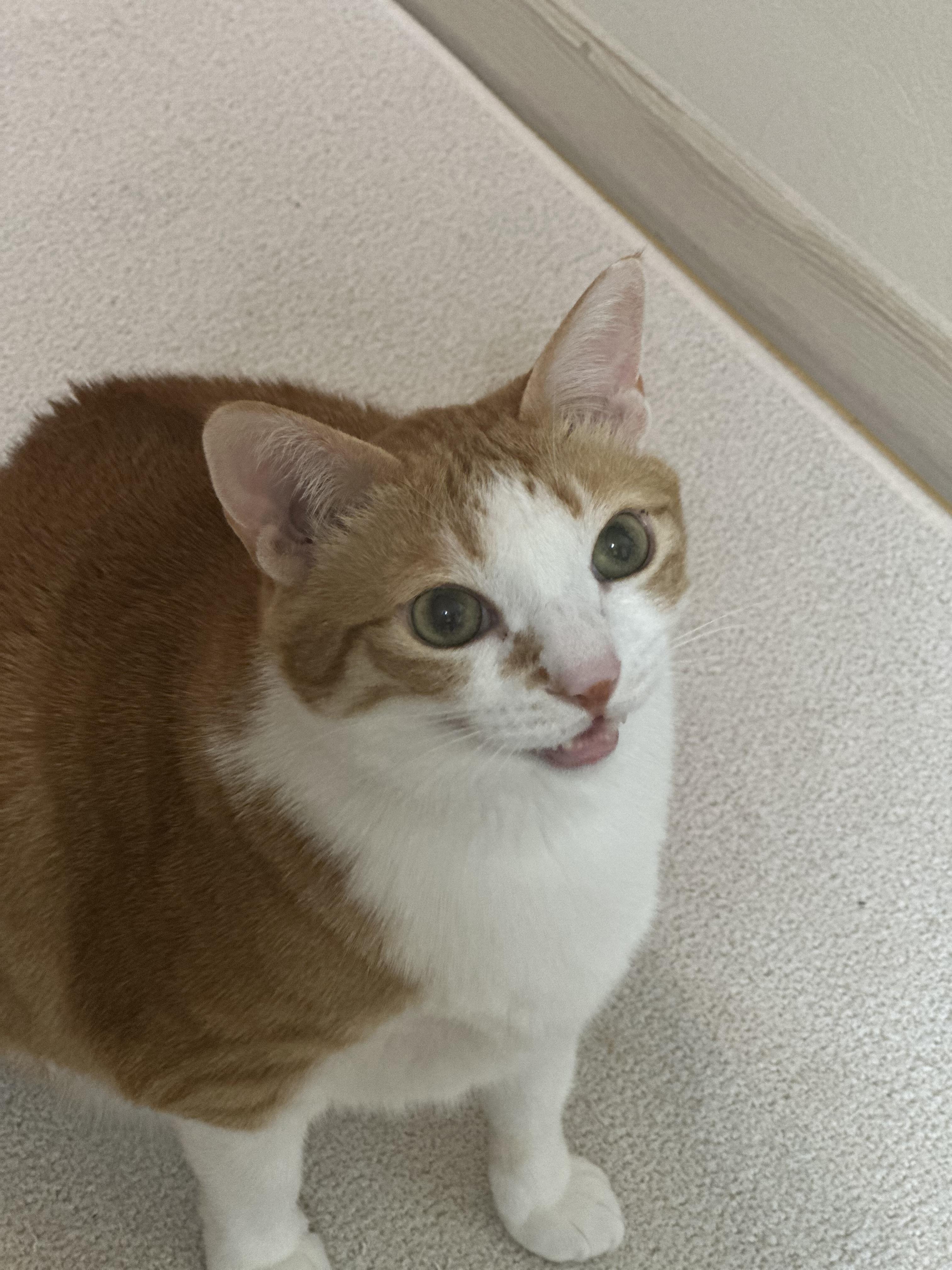 2월 고양이들 화장실 모래 전체갈이 (feat.사이잘룩러그)