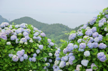 제주 휴애리 수국축제