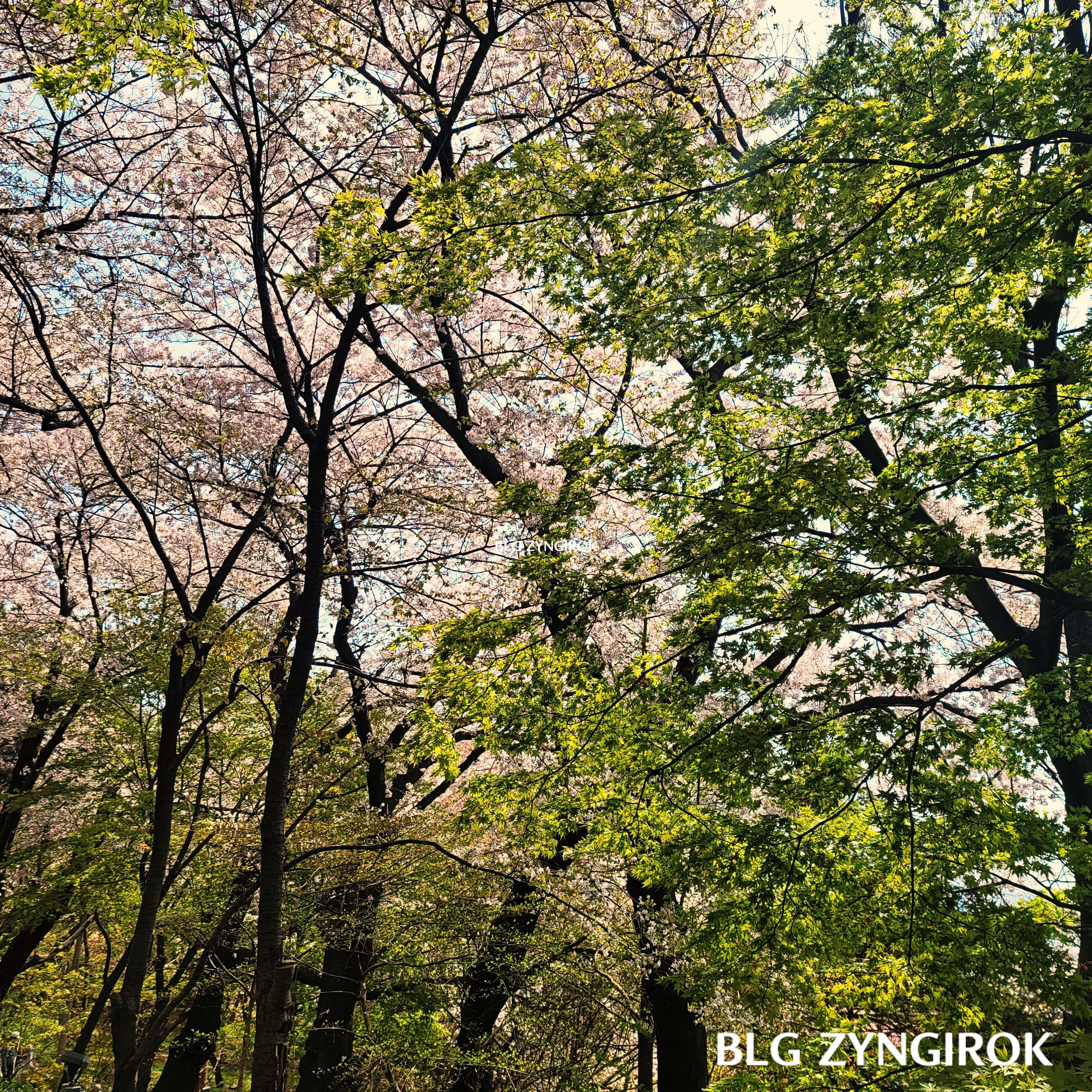 송월동 자유공원 벚꽃이 피어있다.