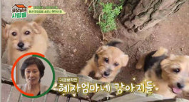 김혜자 반려견들