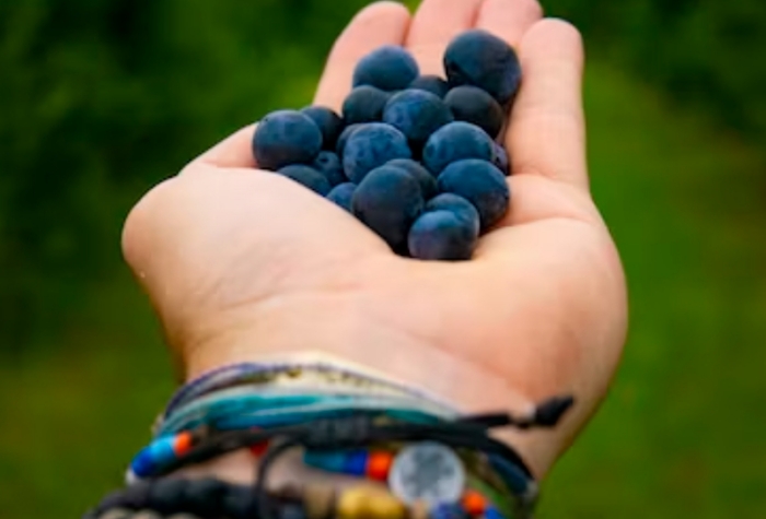 요산수치 낮추는 음식