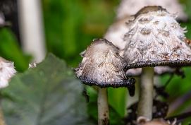 꽃송이버섯 효능 먹는방법 가격