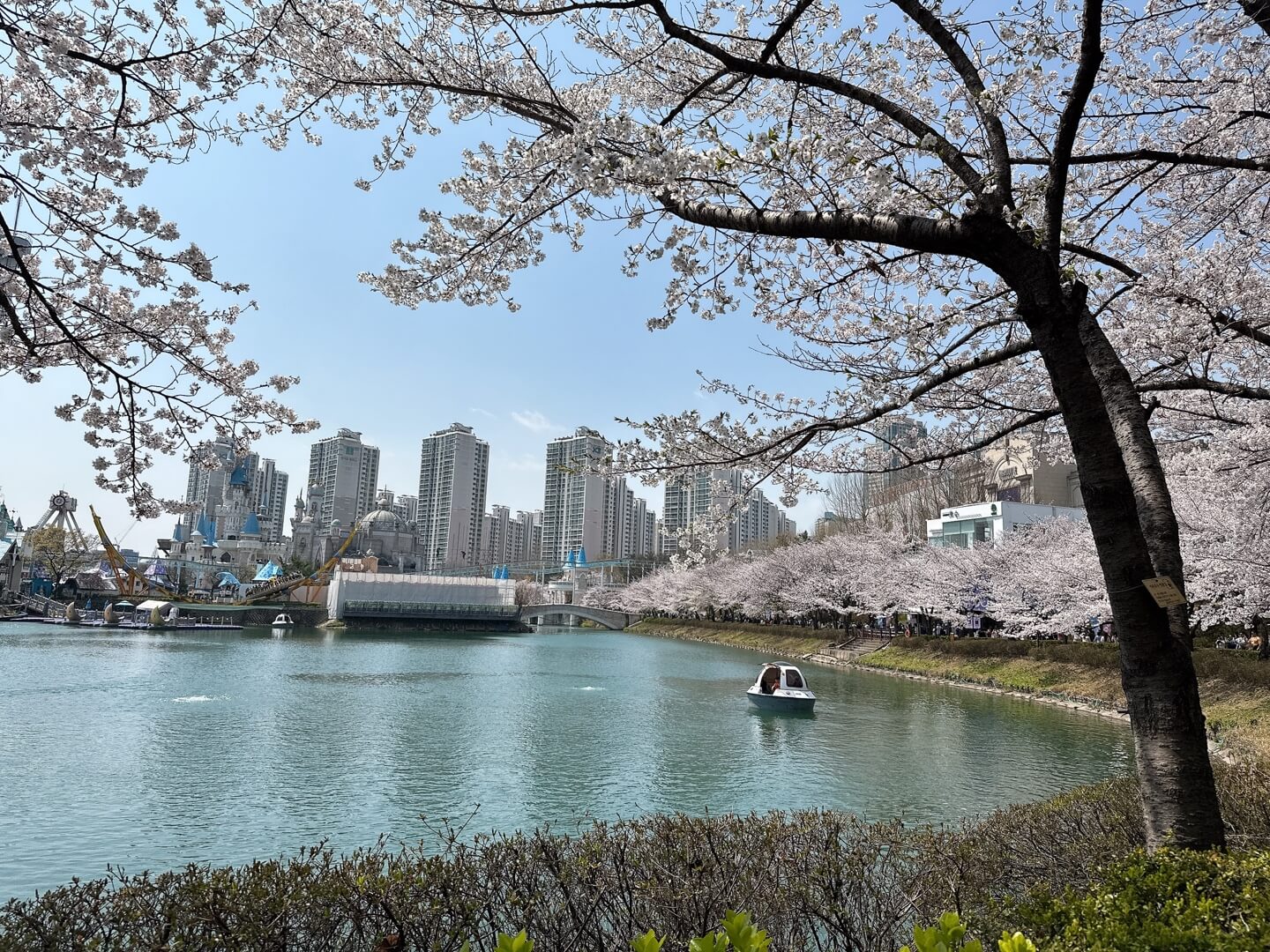 석촌호수 벚꽃 실시간