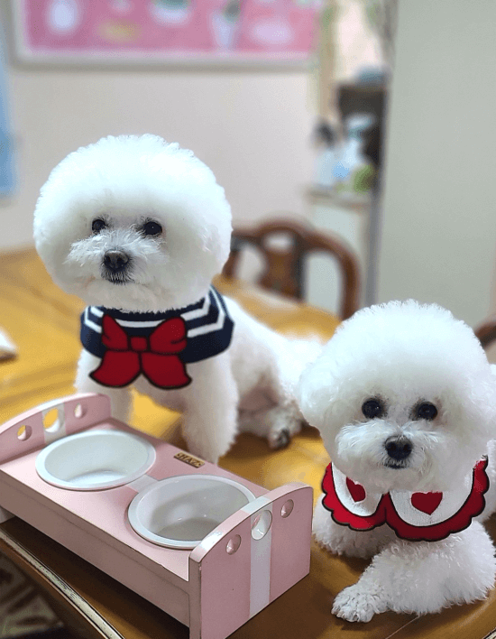강아지