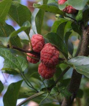 꾸지뽕나무 열매2